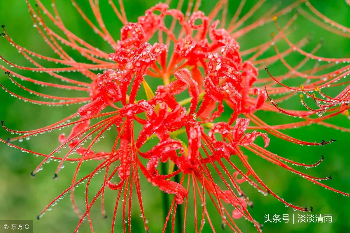 写彼岸花的诗有哪些（关于彼岸花的诗词名句） 第7张