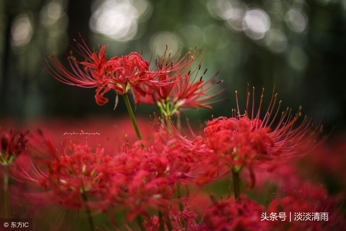 写彼岸花的诗有哪些（关于彼岸花的诗词名句） 第11张