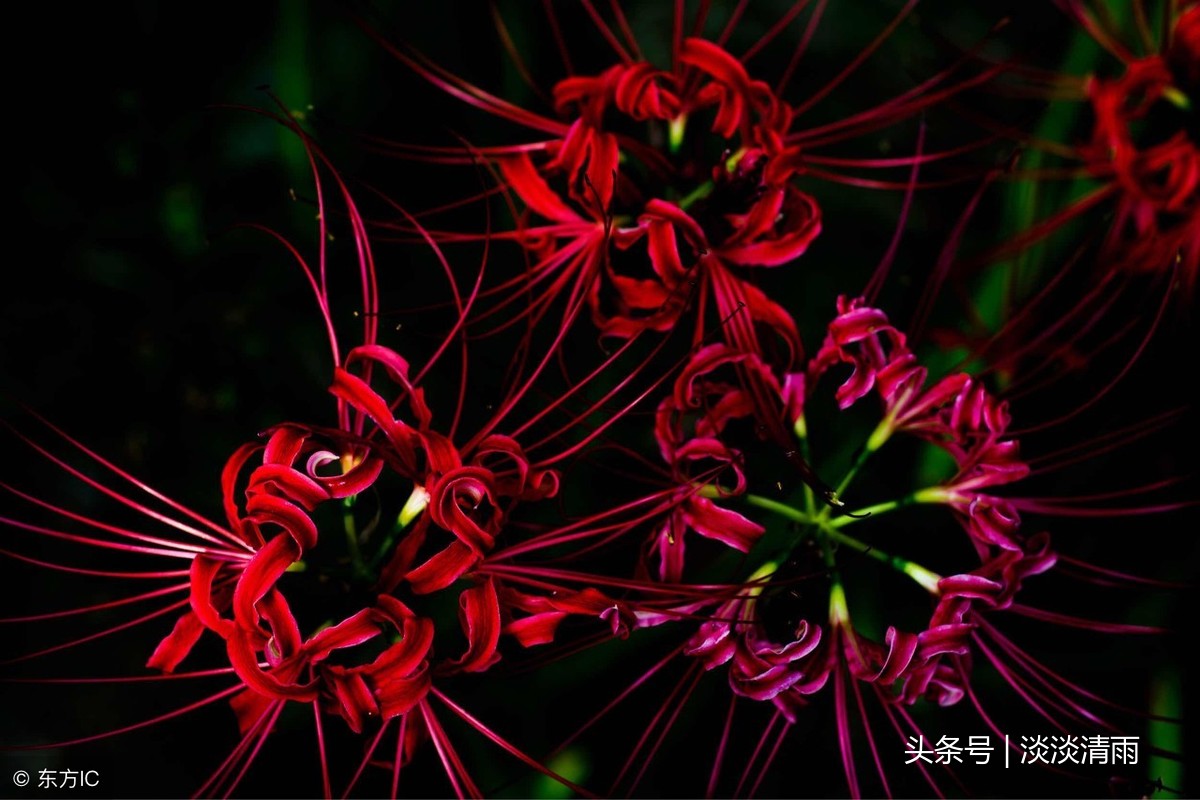 写彼岸花的诗有哪些（关于彼岸花的诗词名句） 第19张