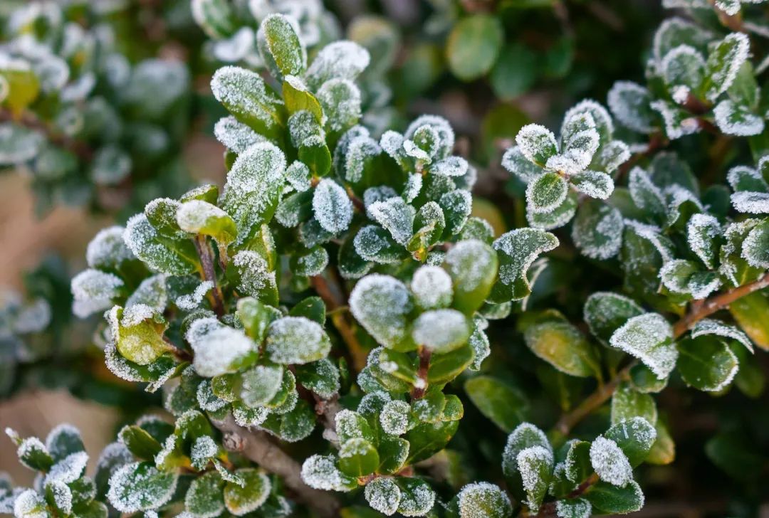 关于霜降古诗四句（形容霜雪的诗句分享） 第3张