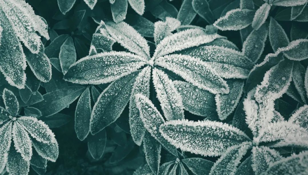 关于霜降古诗四句（形容霜雪的诗句分享） 第7张