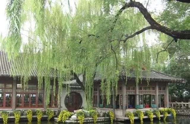 关于树木的诗句有哪些（歌颂树木的诗词鉴赏） 第29张
