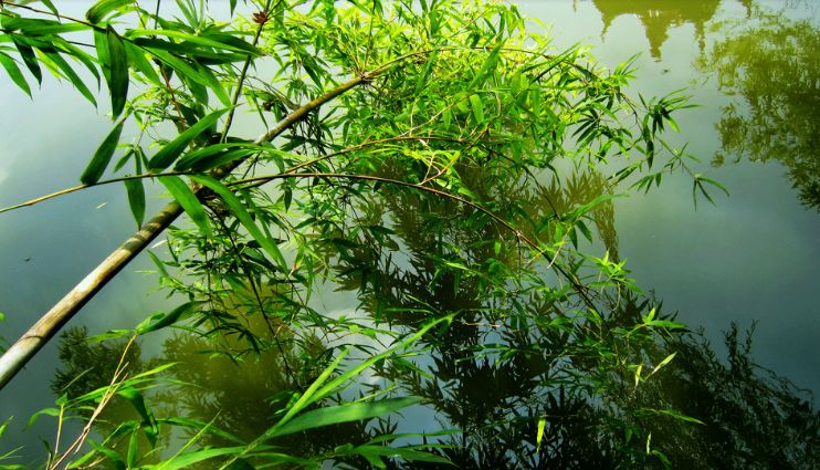 关于树木的诗句有哪些（歌颂树木的诗词鉴赏） 第47张