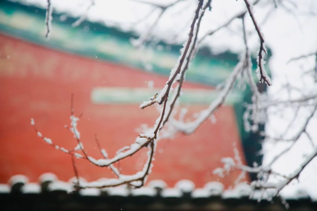 雪的诗句古诗大全（赞美冬雪的诗句古诗） 第1张