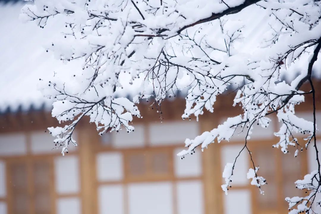 雪的诗句古诗大全（赞美冬雪的诗句古诗） 第9张
