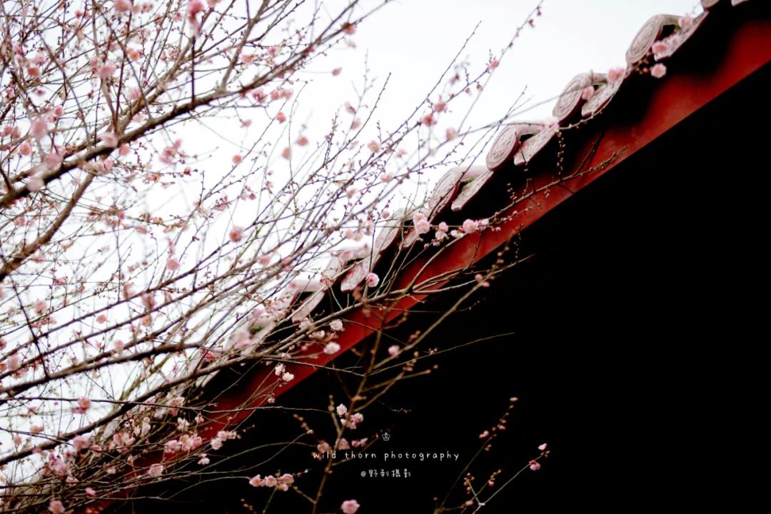 雪的诗句古诗大全（赞美冬雪的诗句古诗） 第11张