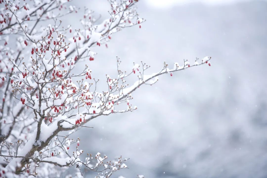 雪的诗句古诗大全（赞美冬雪的诗句古诗） 第15张