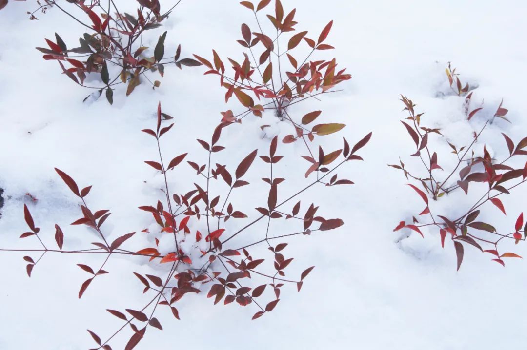 雪的诗句古诗大全（赞美冬雪的诗句古诗） 第17张