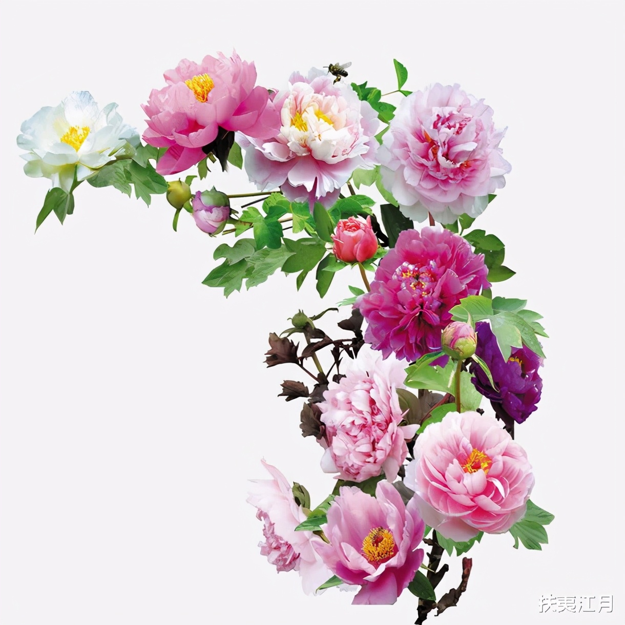 关于牡丹的诗句有哪些（赞美牡丹的经典诗句） 第3张