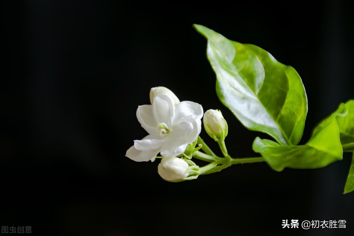 形容花香的诗句唯美（关于花的唯美句子） 第1张