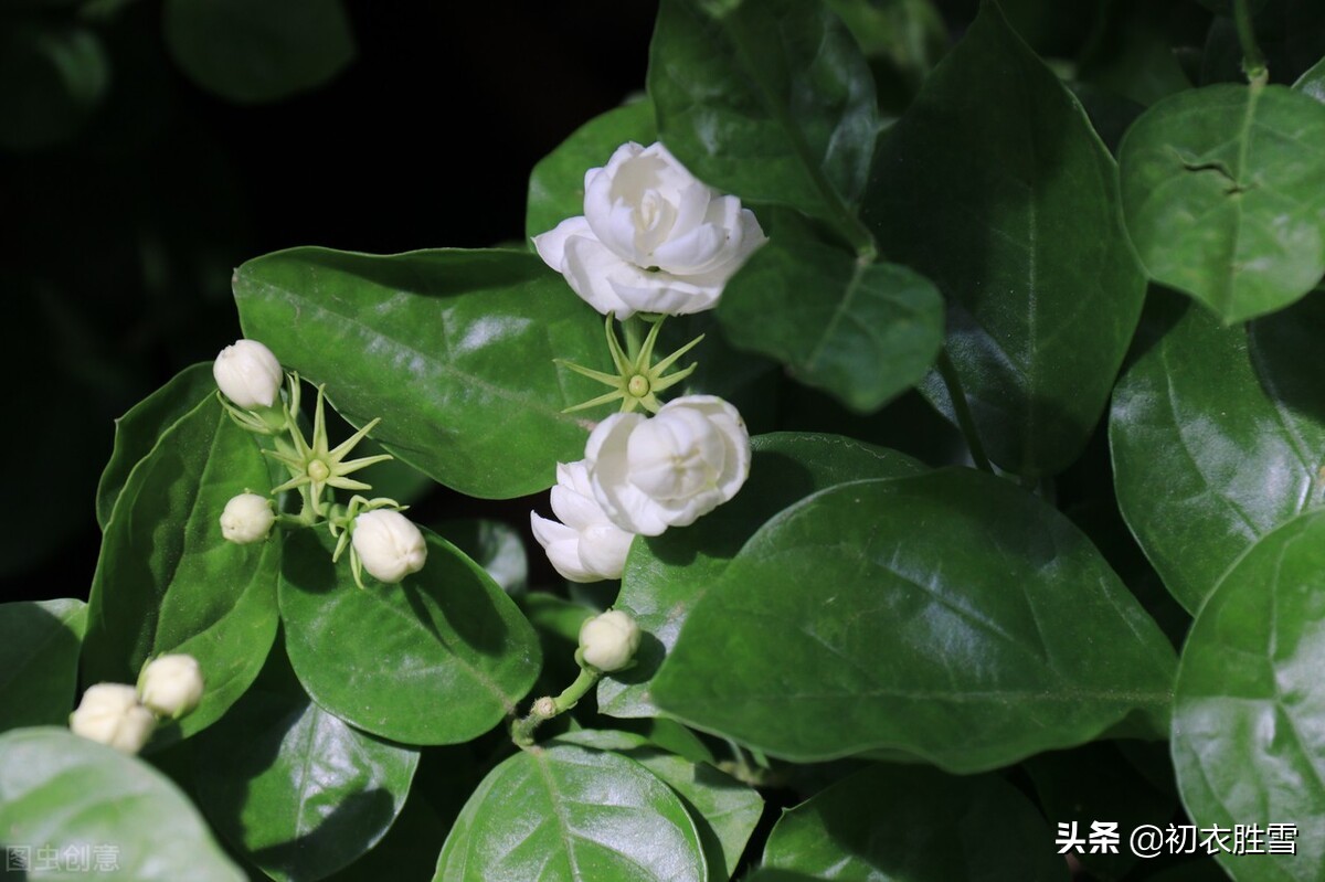 形容花香的诗句唯美（关于花的唯美句子） 第5张