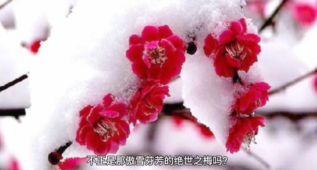 梅花古诗王安石古诗（梅花颂古诗王安石赏析） 第1张