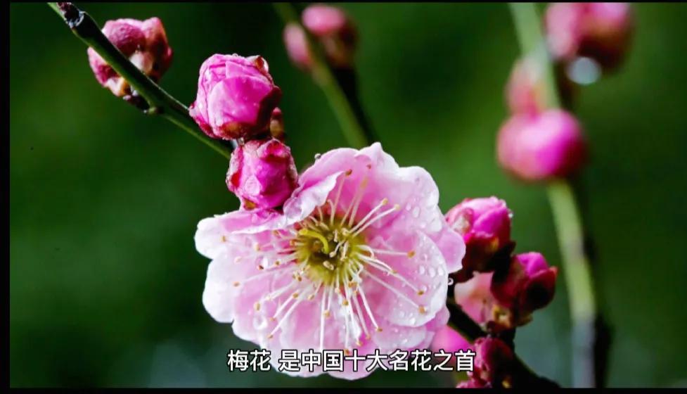 梅花古诗王安石古诗（梅花颂古诗王安石赏析） 第7张