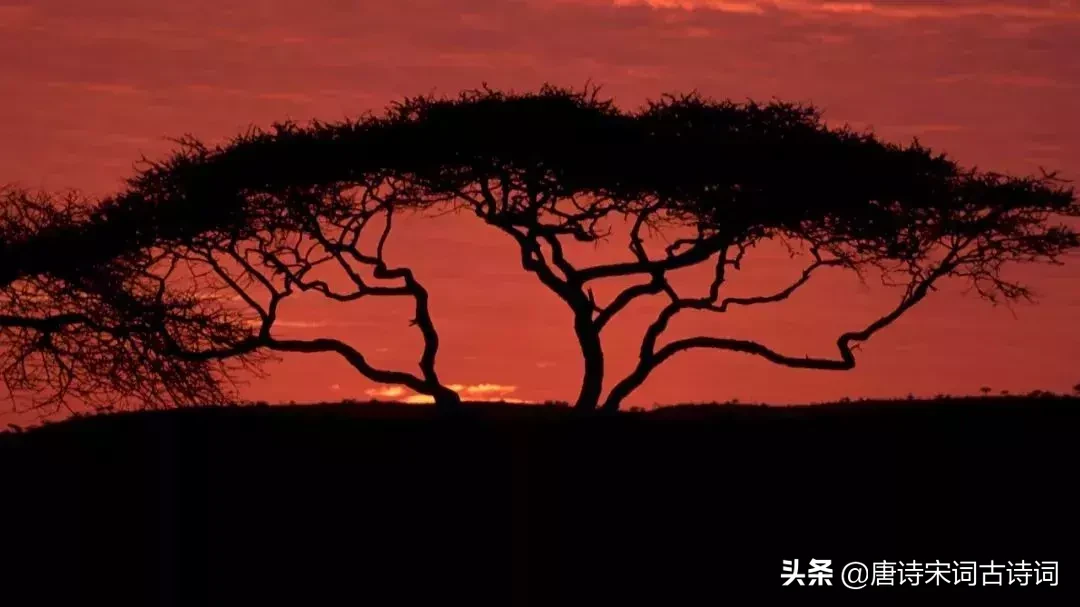 关于爱情的诗句唯美（表达爱意的古诗赏析） 第3张