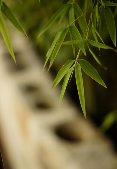 描写竹的诗句古诗名句（关于竹子的诗句） 第11张
