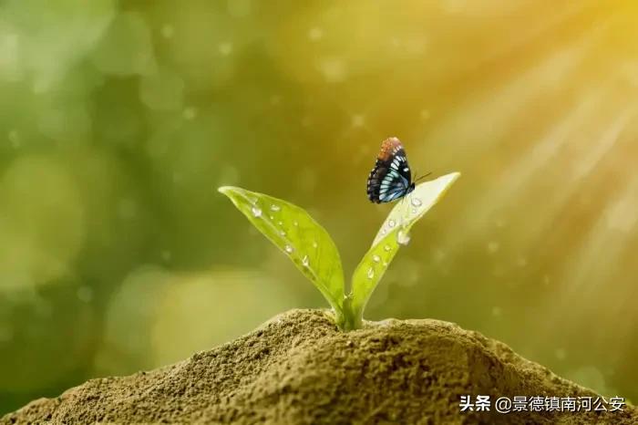 春天的诗句唯美简短（描写春天的绝美诗句） 第5张