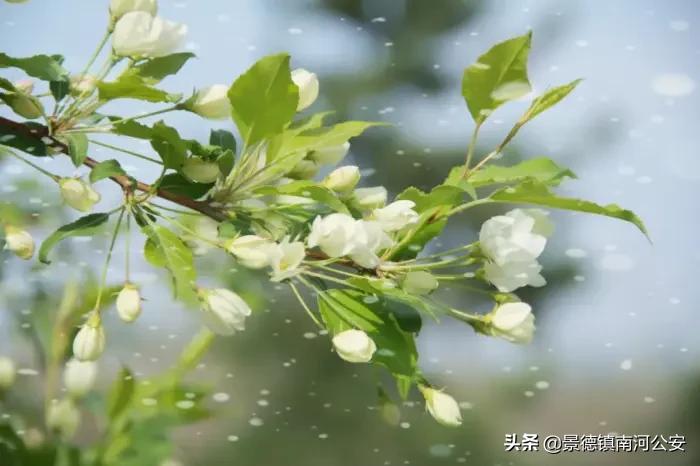春天的诗句唯美简短（描写春天的绝美诗句） 第7张