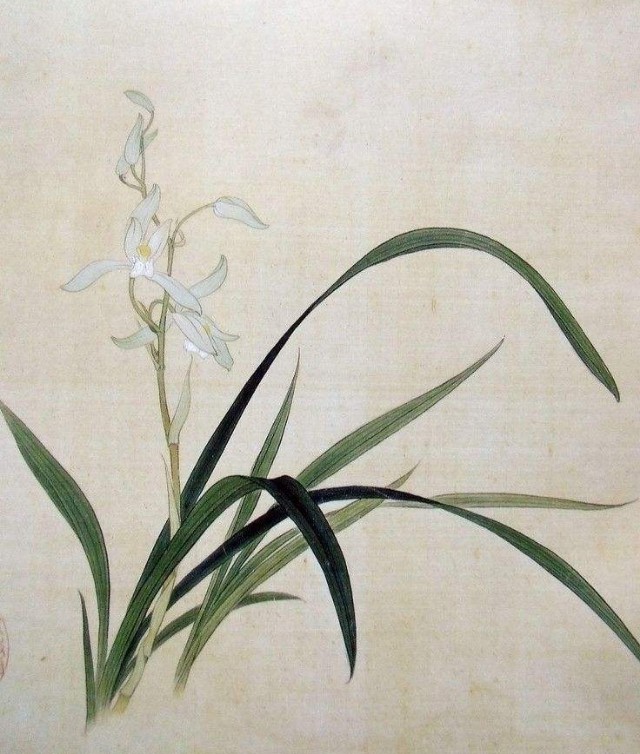 兰花的诗句赞美兰花的诗句（兰花的千古名句） 第17张
