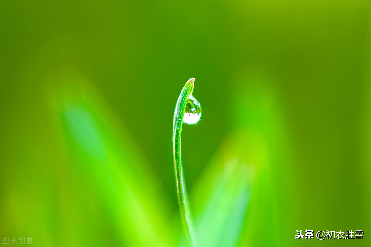 赞美小草的诗句有哪些（描写小草的优美诗句） 第1张