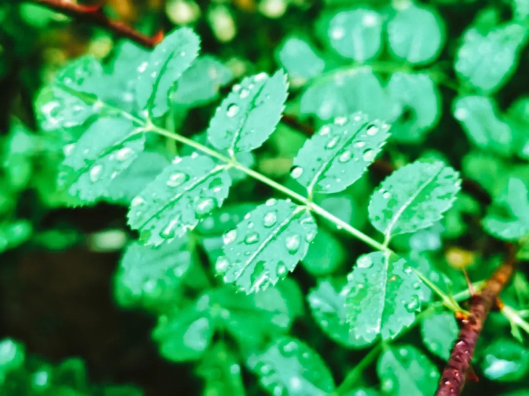 有关雨的诗句唯美（形容微雨的唯美诗词） 第3张