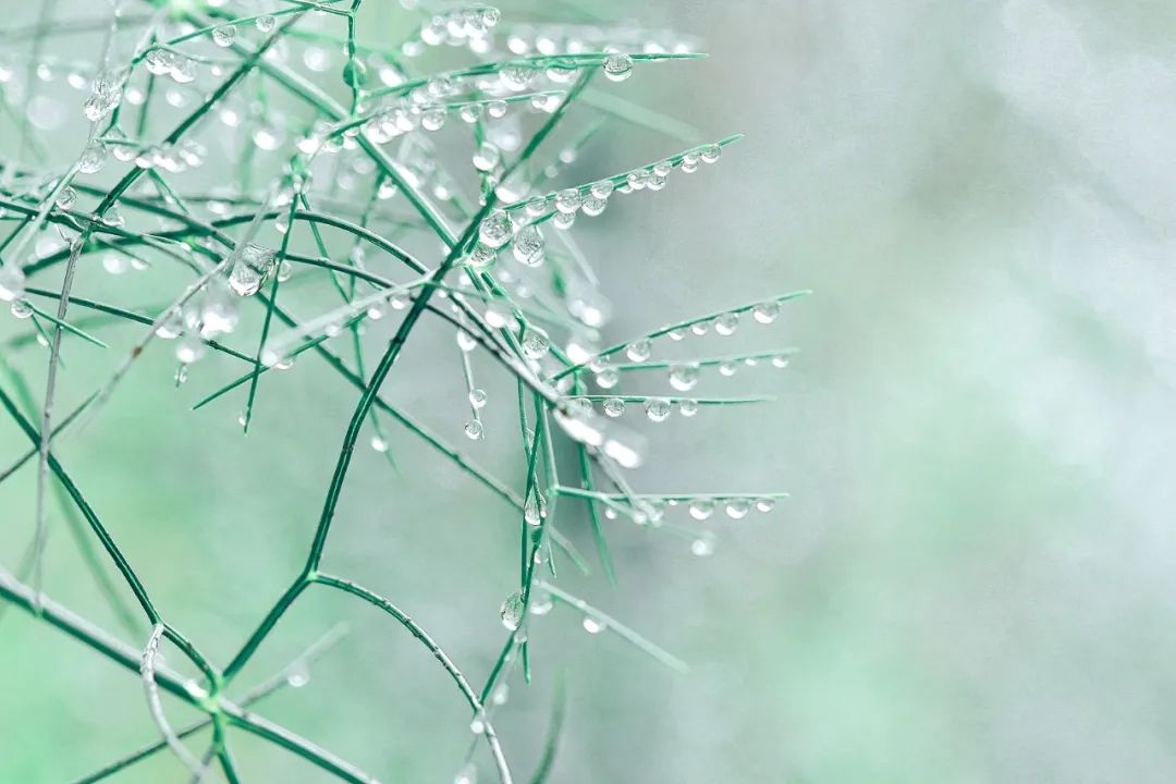 有关雨的诗句唯美（形容微雨的唯美诗词） 第5张