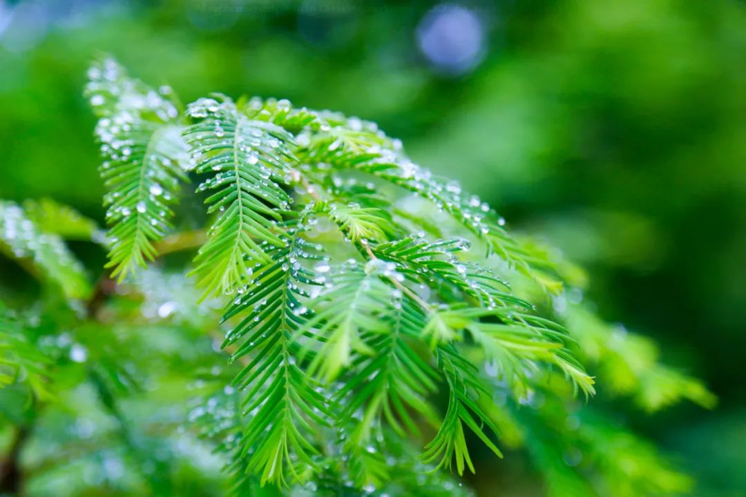 有关雨的诗句唯美（形容微雨的唯美诗词） 第7张