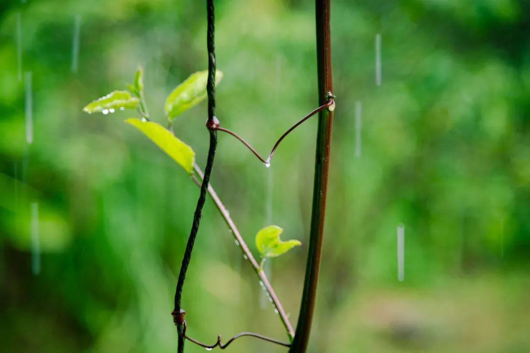 有关雨的诗句唯美（形容微雨的唯美诗词） 第11张