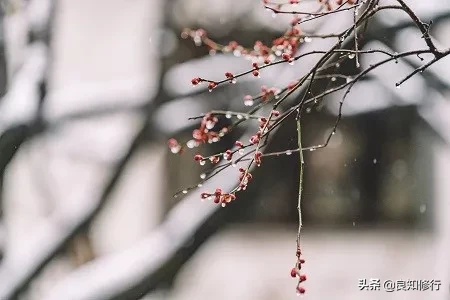 赞美梅花的诗句和品格（描写梅花坚强不屈品质的诗句） 第1张