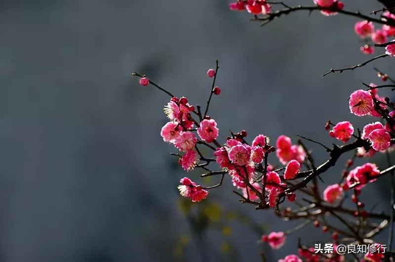赞美梅花的诗句和品格（描写梅花坚强不屈品质的诗句） 第3张