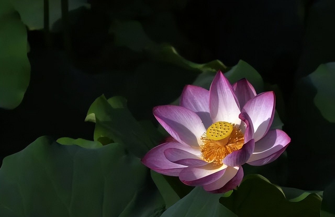 席慕蓉经典诗歌十首（席慕容诗歌精选） 第13张