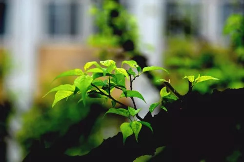 献给教师节的诗词（感恩老师的古诗句） 第9张