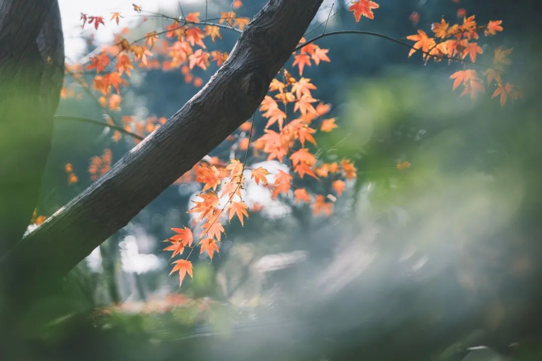 关于秋分的诗句有哪些（秋分的优美诗词） 第15张
