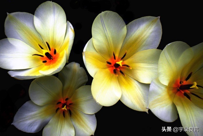 母爱的句子唯美短句（妈妈对孩子的简短寄语） 第1张
