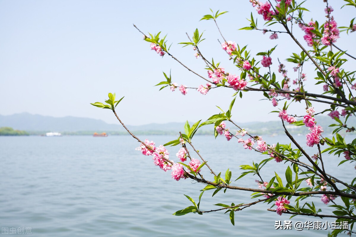 春晓古诗词赏析（春晓古诗原文及翻译） 第1张