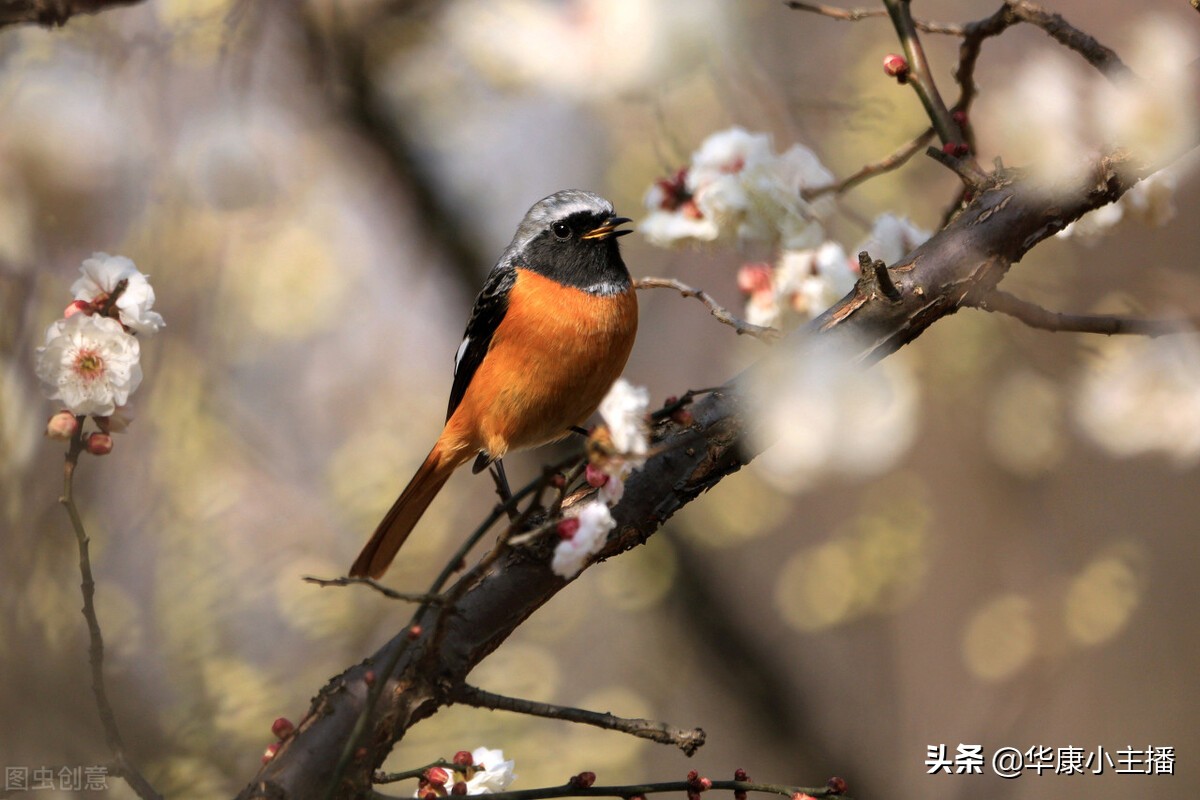 春晓古诗词赏析（春晓古诗原文及翻译） 第7张