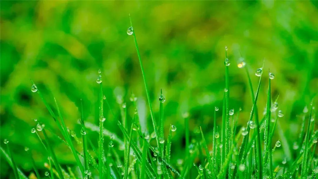 初春小雨的译文和赏析（关于雨水的古诗30首 ） 第1张