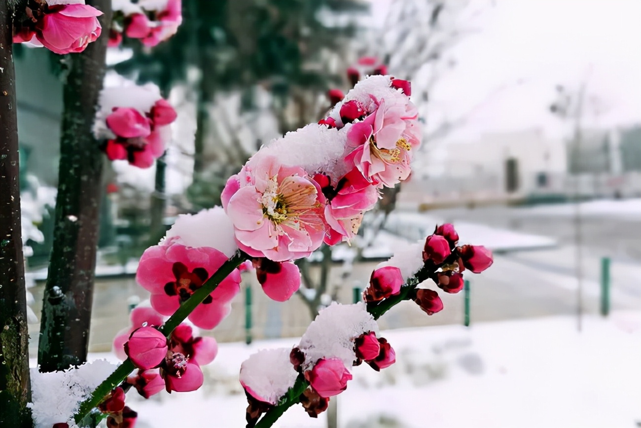 赞美雪的句子简短（关于下雪的诗词欣赏） 第11张