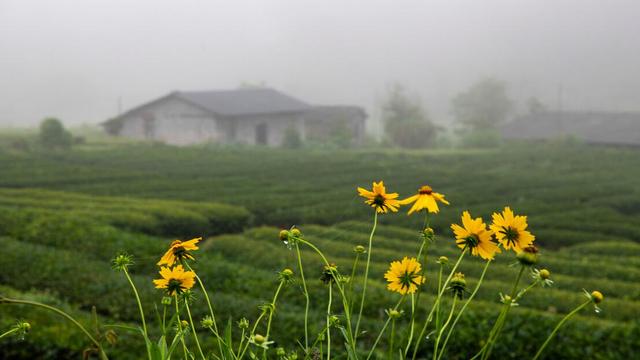 描述初夏的诗句（描写初夏美景的古诗词） 第11张