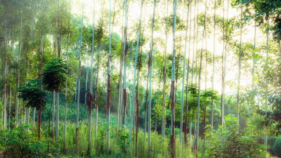 描写春天山水诗大全（形容山水风景优美的古诗词） 第19张