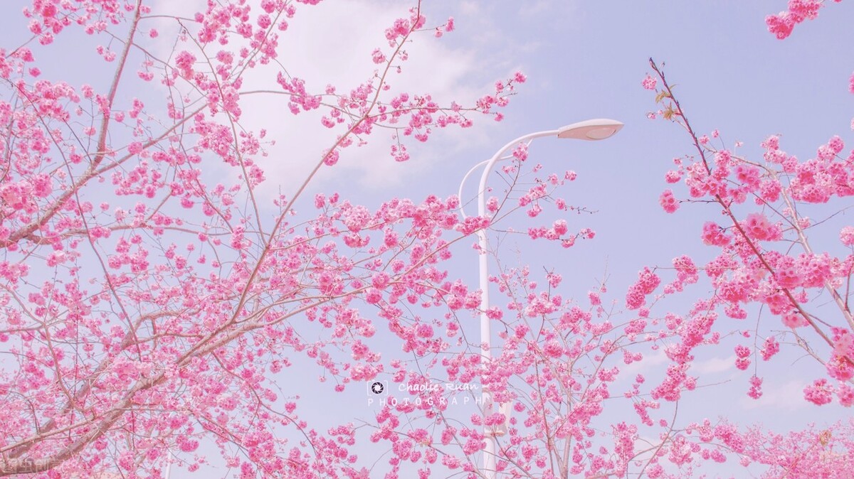 祝情人节快乐的说说（情人节最暖心短句） 第11张