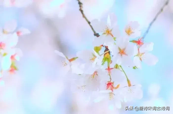 赞美四月的古诗（人间最美四月天的诗句） 第1张