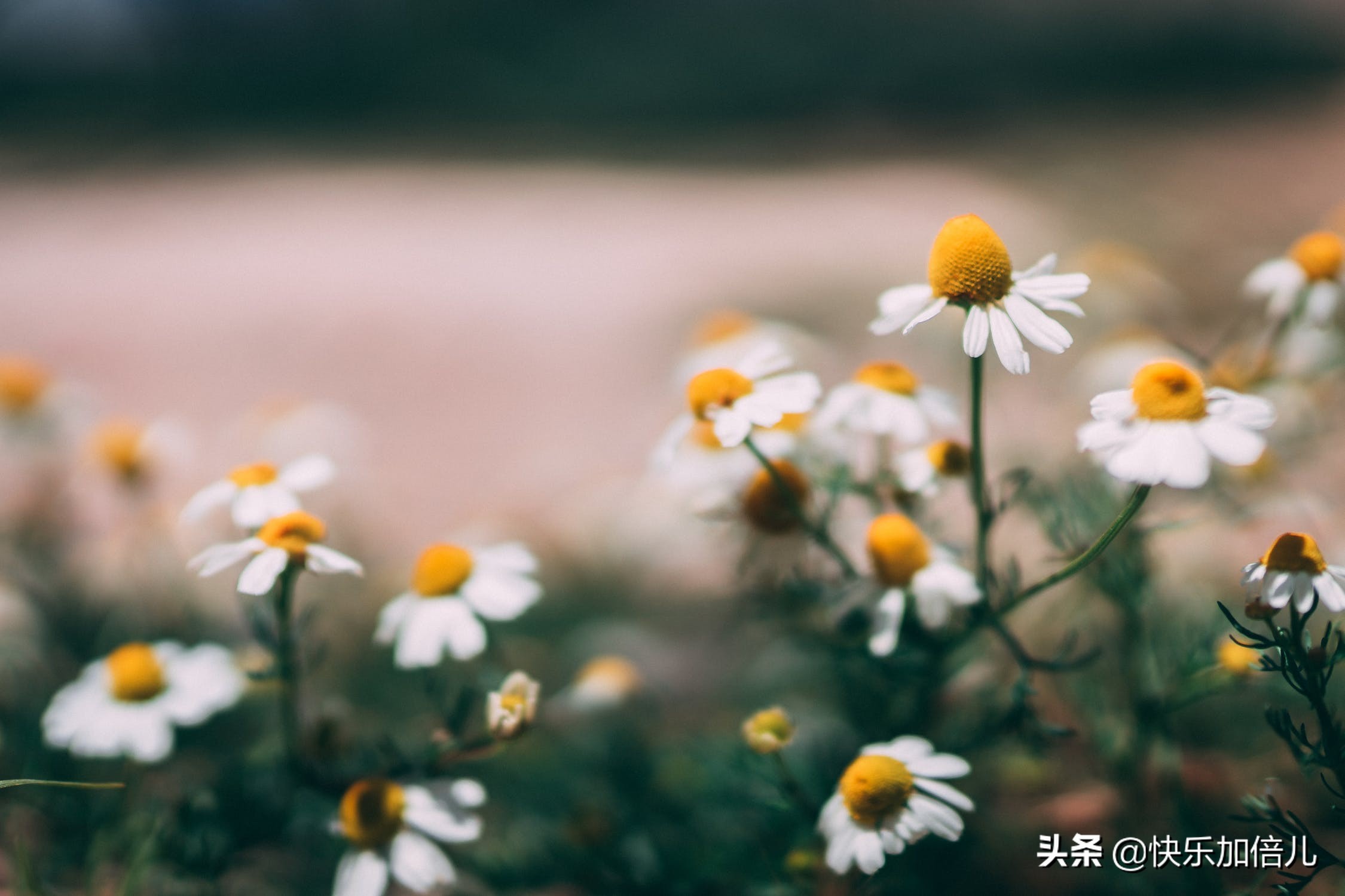 浪漫的句子经典语录（爱情语录浪漫短句 ） 第1张