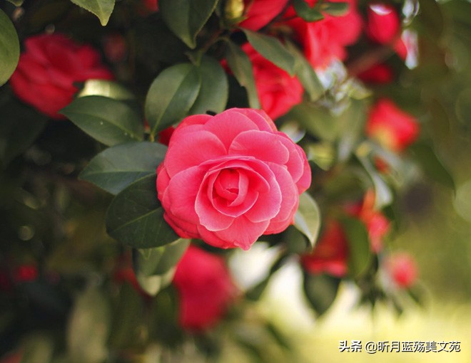 感谢遇见你的唯美句子（遇见你真好的暖心句子） 第3张