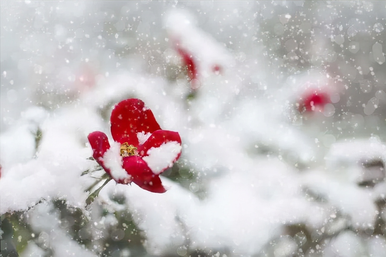 第一场雪的句子短句唯美（雪景句子唯美简短伤感） 第3张