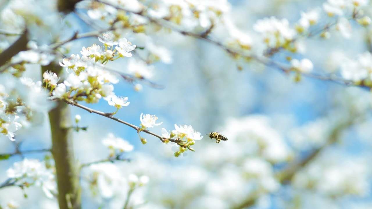 中华经典古诗词大全（中国最著名古诗词 ） 第7张