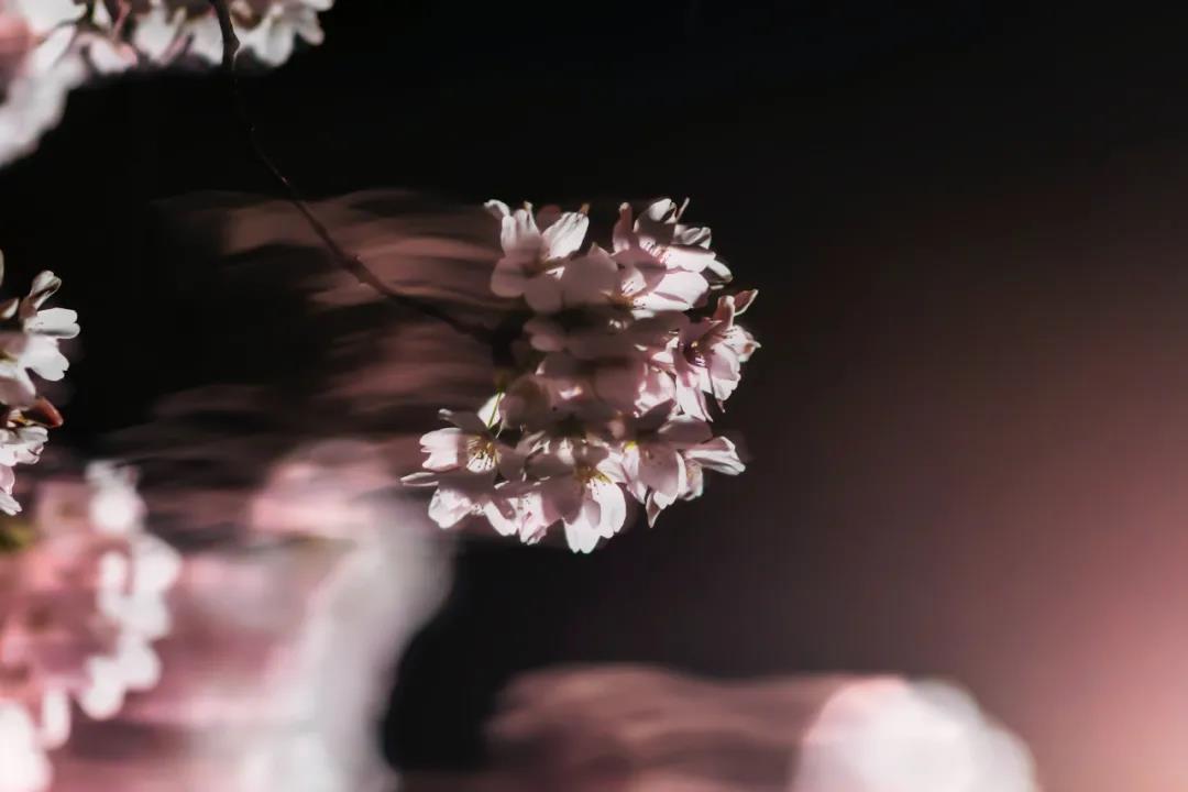 描写春天景色的句子（描写春天景色的好句子分享） 第9张