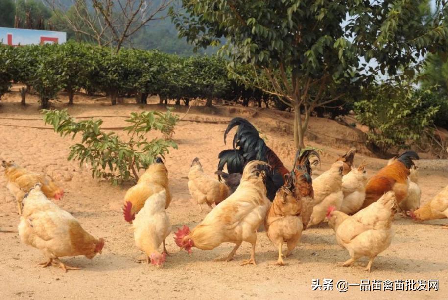 贩鸡生意怎么做才赚钱（鸡贩子一年能赚多少钱） 第1张