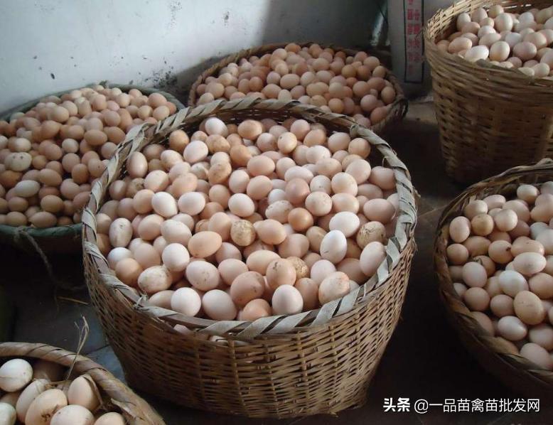 贩鸡生意怎么做才赚钱（鸡贩子一年能赚多少钱） 第3张