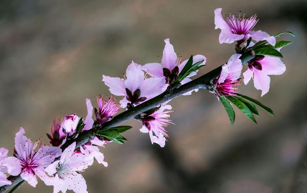 春暖花开句子有哪些（形容春暖花开的优美句子） 第3张