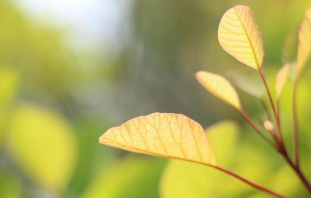 春暖花开句子有哪些（形容春暖花开的优美句子） 第9张